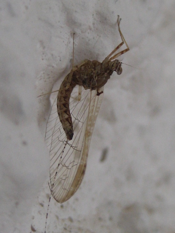 Cloeon cognatum